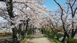 八条ヶ池