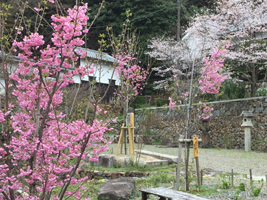 柳谷